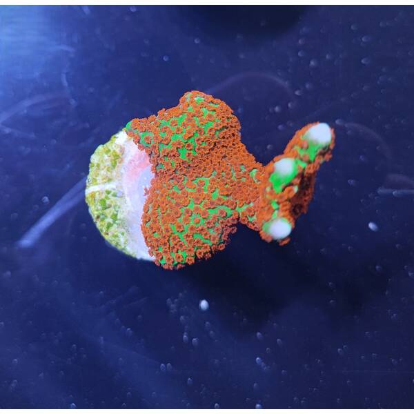 Montipora spp. (Branched Forest Fire) (Frag)