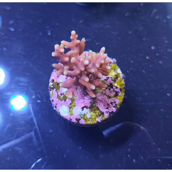 Acropora DJM Signature Frag
