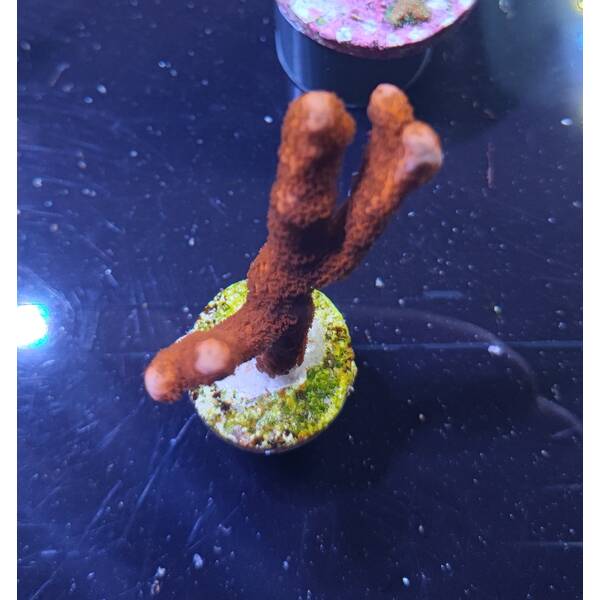 Montipora spp. (Branched) (Orange-Red) (frag)