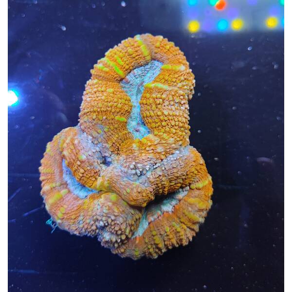 Lobophyllia sp Orange Red