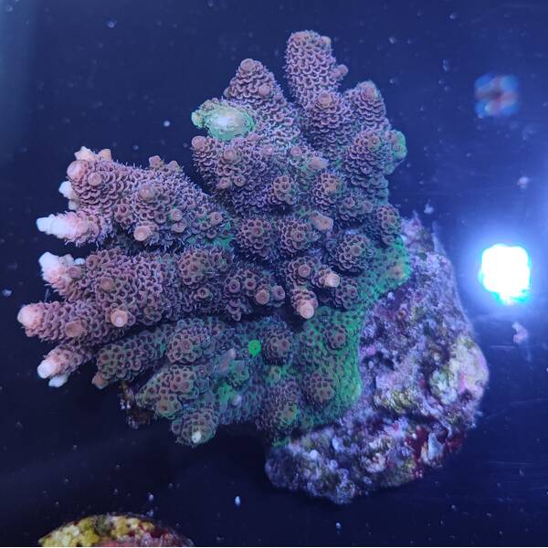 Acropora Hyacinthus