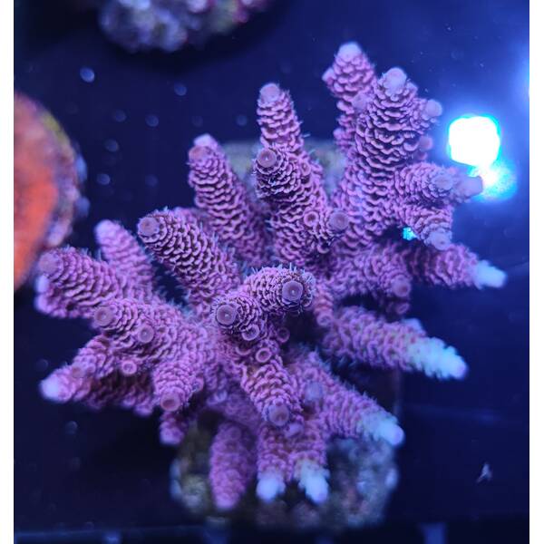 Acropora Millepora Rainbow 1