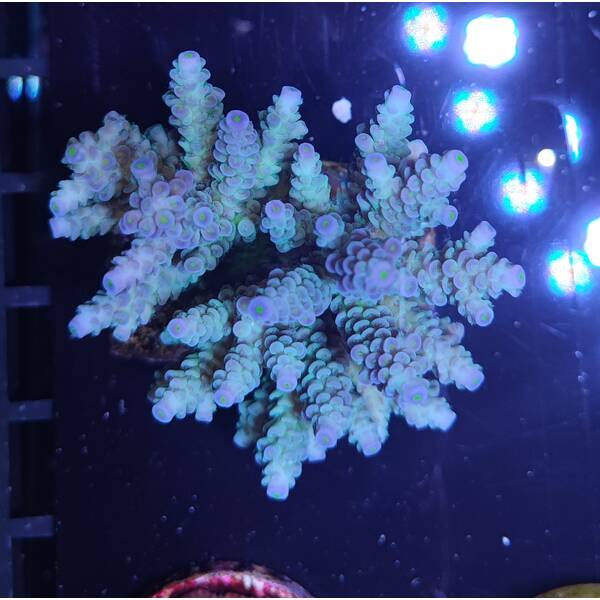 Acropora Tenuis