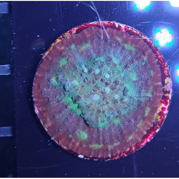 Echinophyllia spp. (Ultra) (frag)