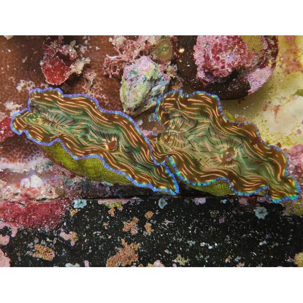 Tridacna Derasa(6cm) 2