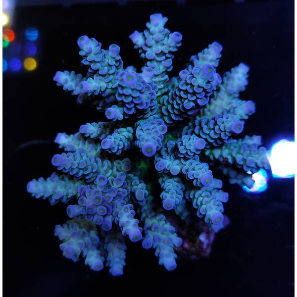 Acropora tenuis Blueisch