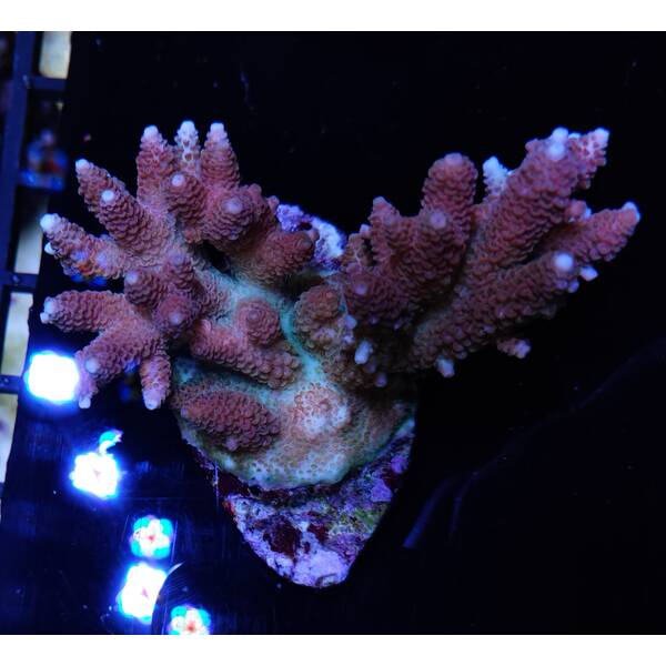 Acropora Hyacinthus (Red Planet)
