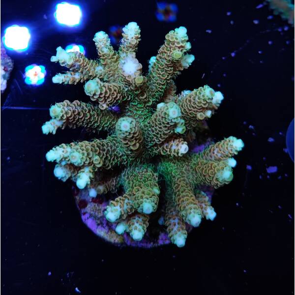 Acropora Millepora Rainbow