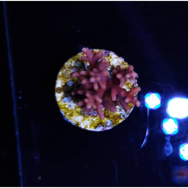 Acropora Echinata (Premium) 1