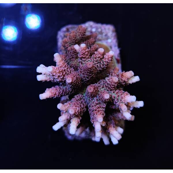 Acropora hyacinthus (Ultra)