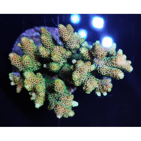 Acropora millepora (Sunset Yellow-Green)
