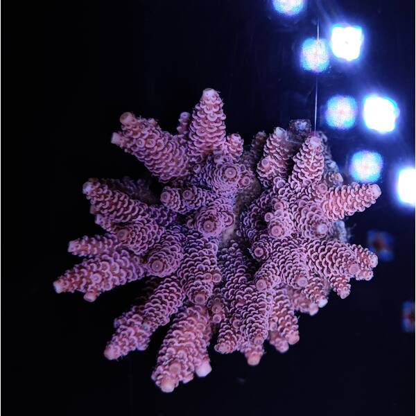 Acropora Millepora Red-Pink 1