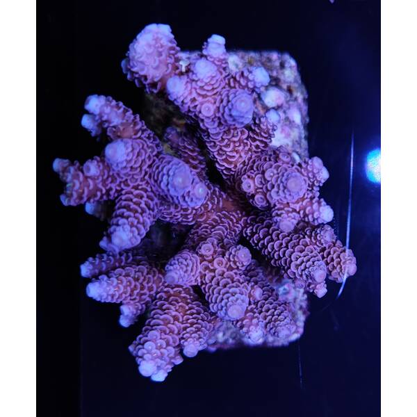 Acropora Millepora Rainbow M 1