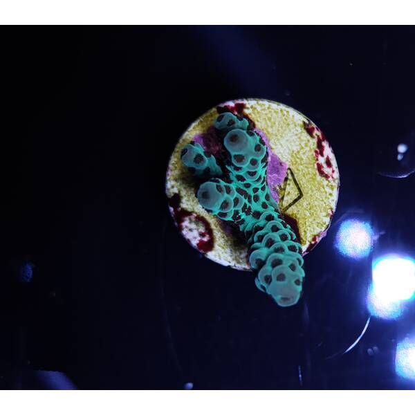 Stylophora Milka Frag