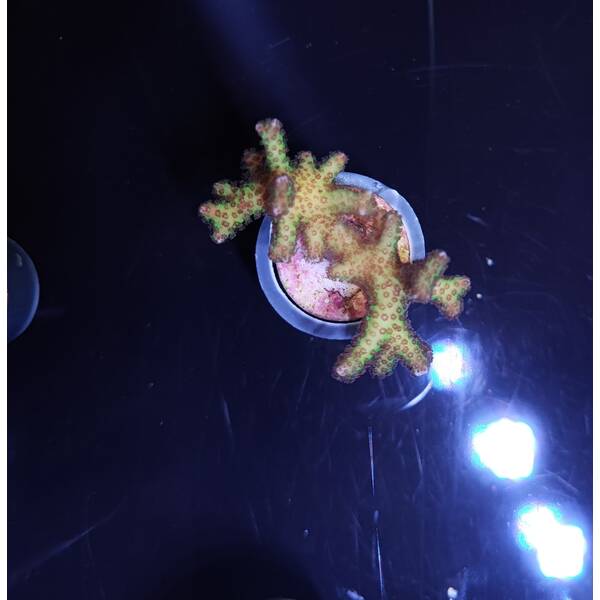 Seriatopora guttatus (Bird of Paradise) 2