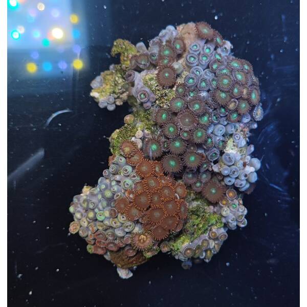 Zoanthus spp. (Colored) (Vietnam)