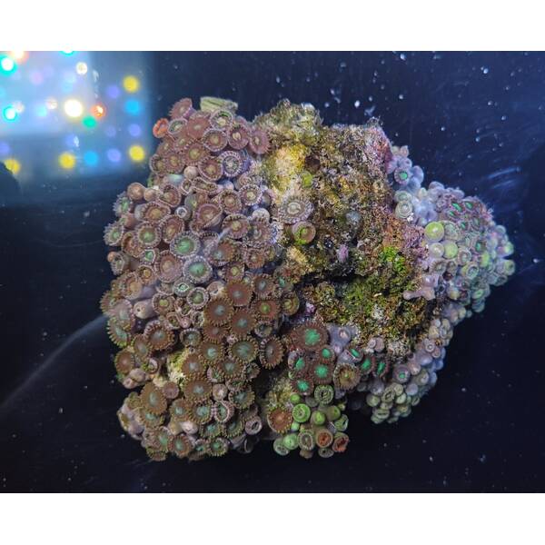 Zoanthus spp. (Colored) (Vietnam) 1