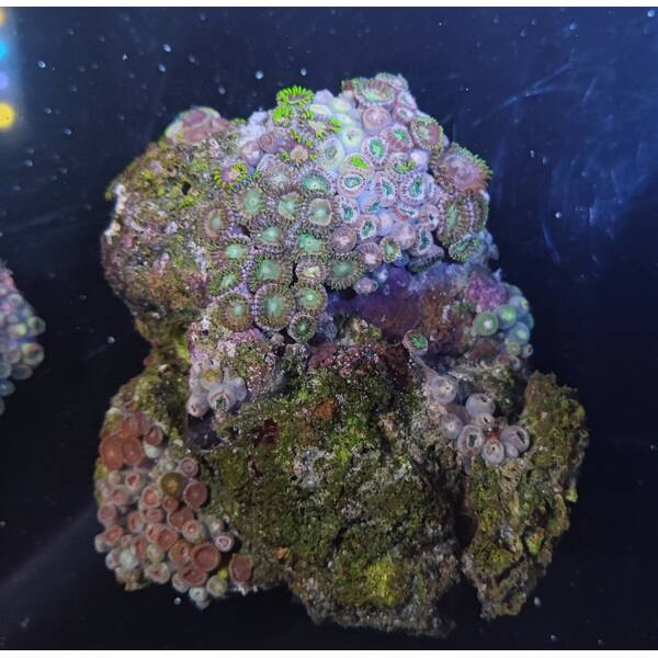 Zoanthus spp. (Colored) (Vietnam) 3