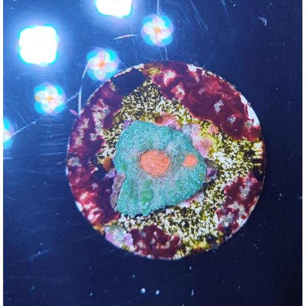 Mycedium spp. (Premium) (frag) 1