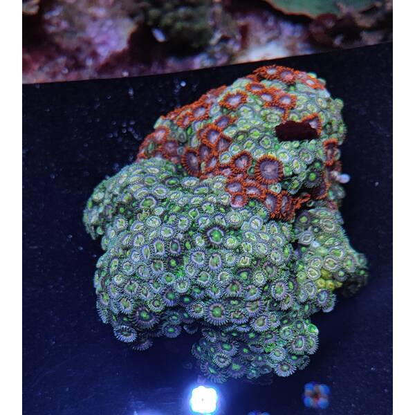 Zoanthus spp. (Fiji-Tonga) 1