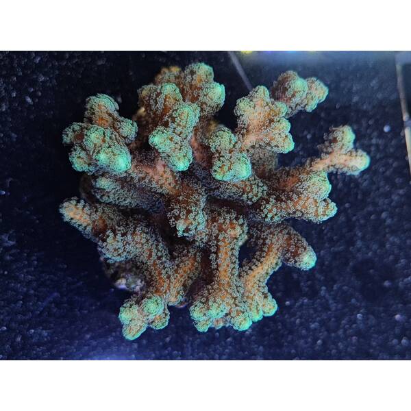 Pocillopora verrucosa Yellow-Green 1
