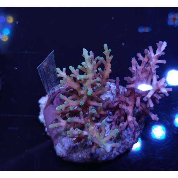 Acropora sp 24