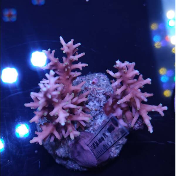 Acropora sp 27