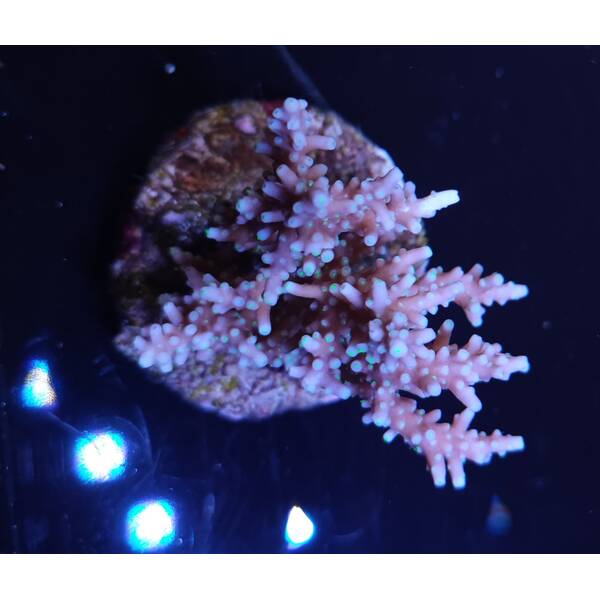 Acropora sp 5