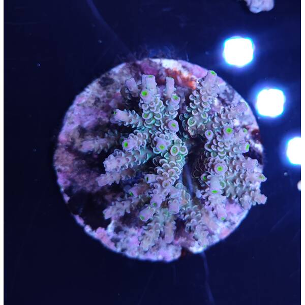 Acropora sp 8
