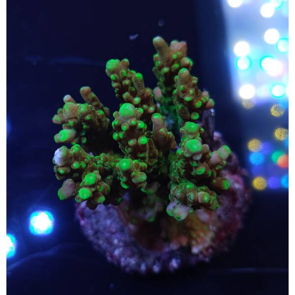 Acropora sp 11
