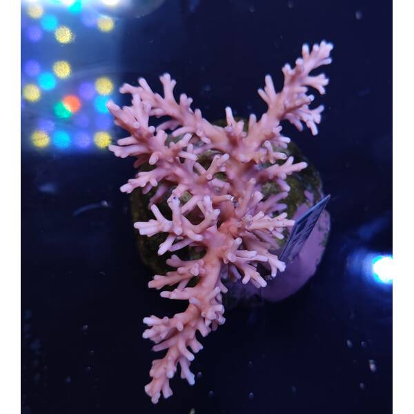 Acropora sp 12
