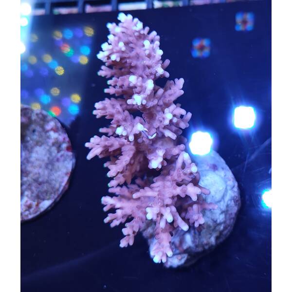 Acropora sp 18