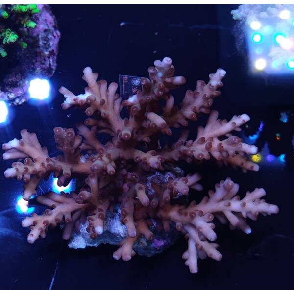 Acropora sp 28