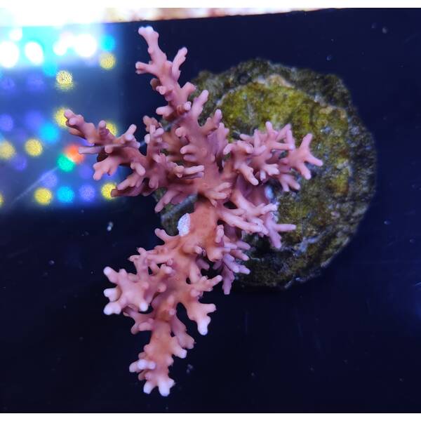 Acropora sp 39