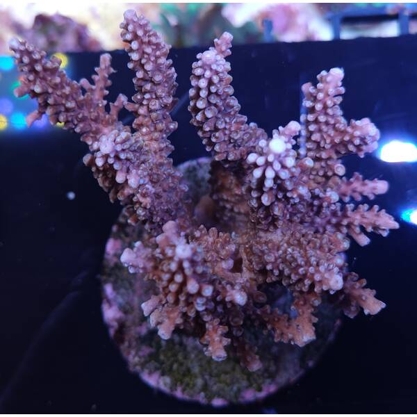 Acropora sp 41