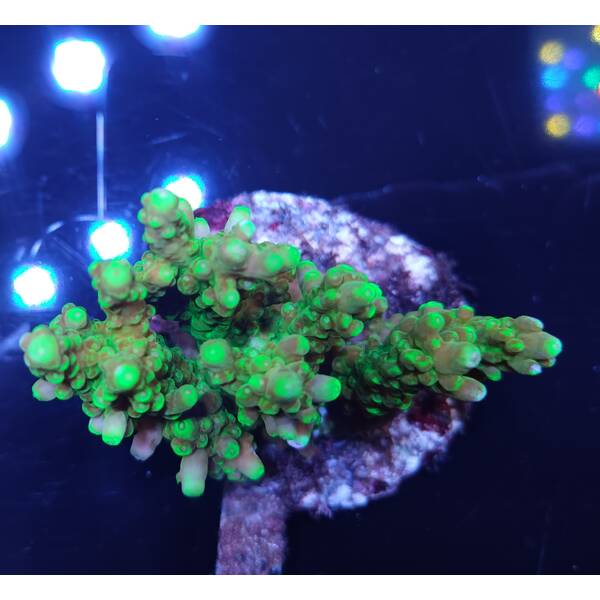 Acropora sp 45