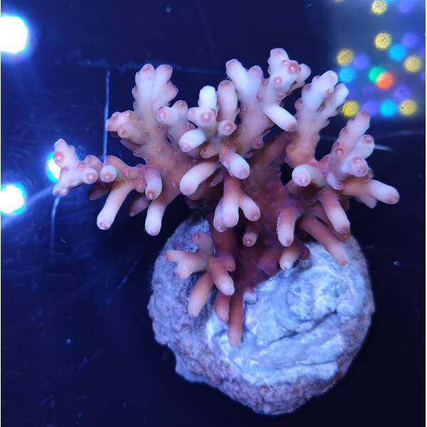 Acropora sp 46