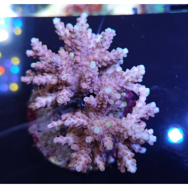 Acropora sp 49