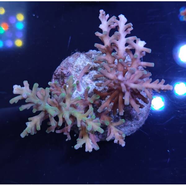 Acropora sp 50