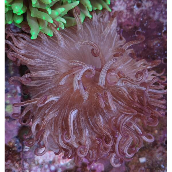 Macrodactyla Gigantea  Long Tentacle Anemone