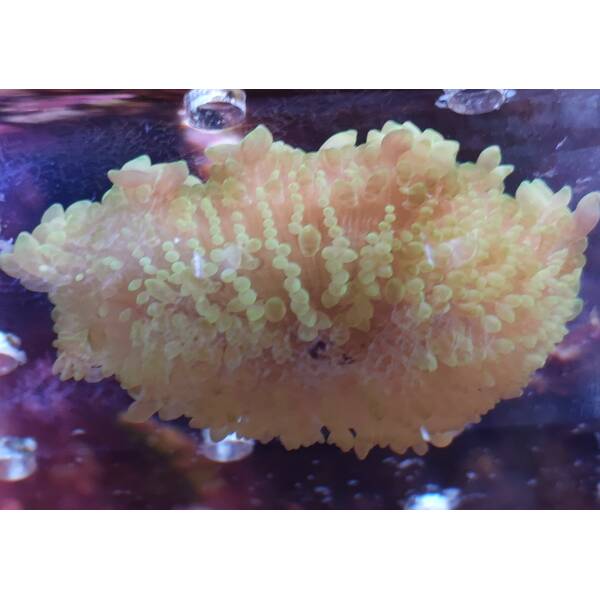 Heteractis Malu Yellow  Sand Anemone 1