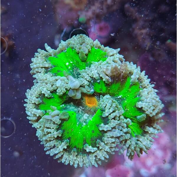 Phymanthus  Crucifer 1