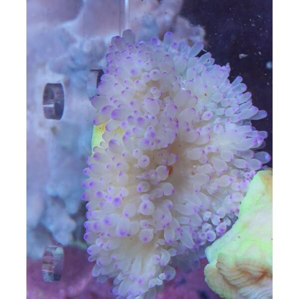 Heteractis Malu Purple Sand Anemone