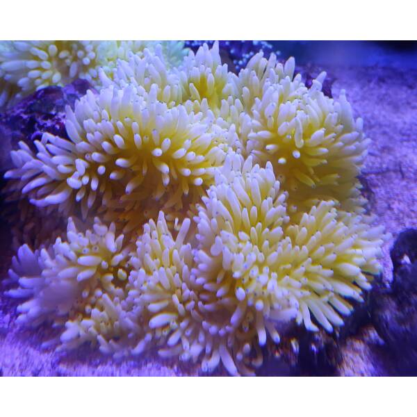 Heteractis Malu Yellow  Sand Anemone