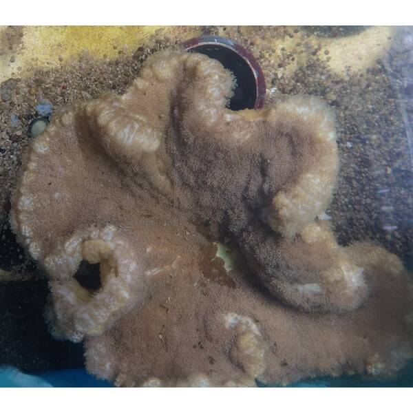 Cryptodendrum Adhaesivum Pizza Anemone