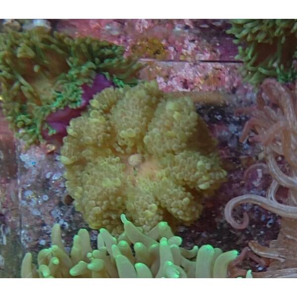 Heteractis Malu Green  Sand Anemone