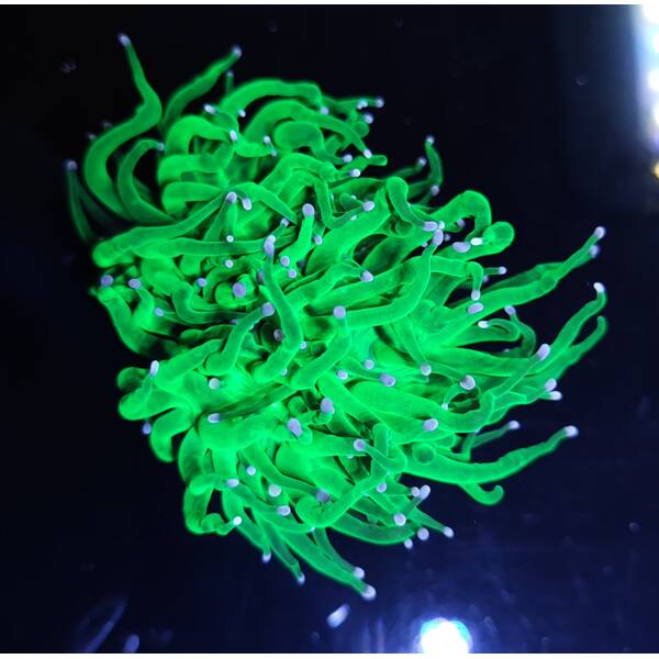 Euphyllia Glabrescens (Vibrant Green-Blue Tip)