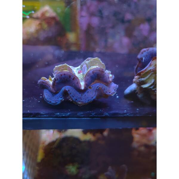 Tridacna Maxima Blue (6cm) 1