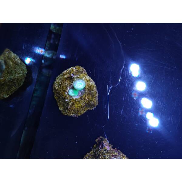 Duncanopsammia Axifuga (2 polyps) 1