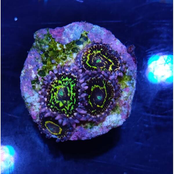 Zoanthus spp. (Stratosphere) (2 Polyps)